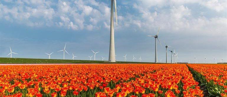 тюльпанные поля нидерланды