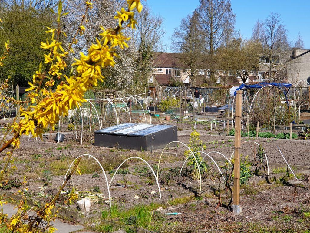 сад и огород в голландии